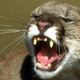 Illustration for article titled Mountain Lions Cannot Have a Little Human Flesh as a Treat